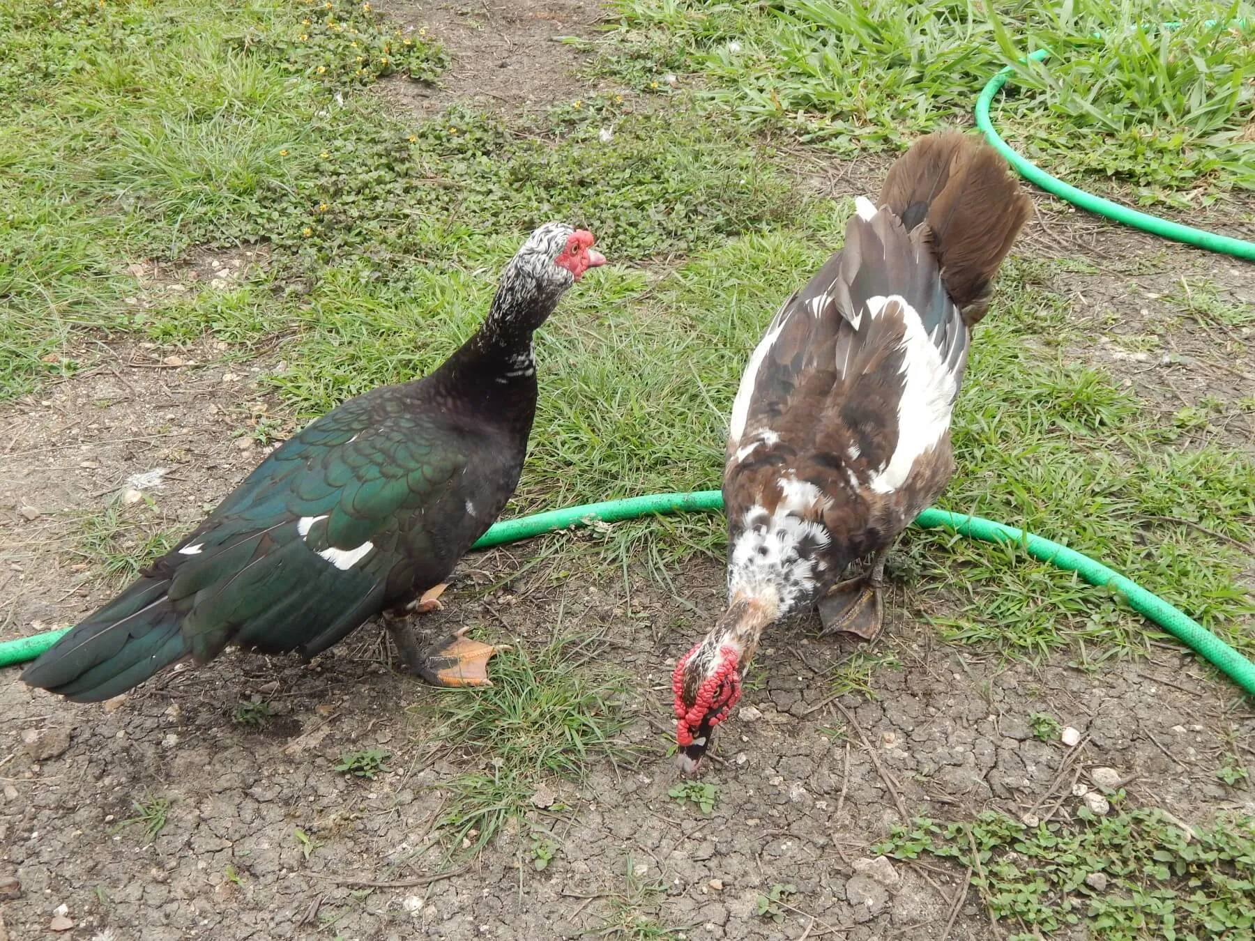 muscovy drakes challenging each other