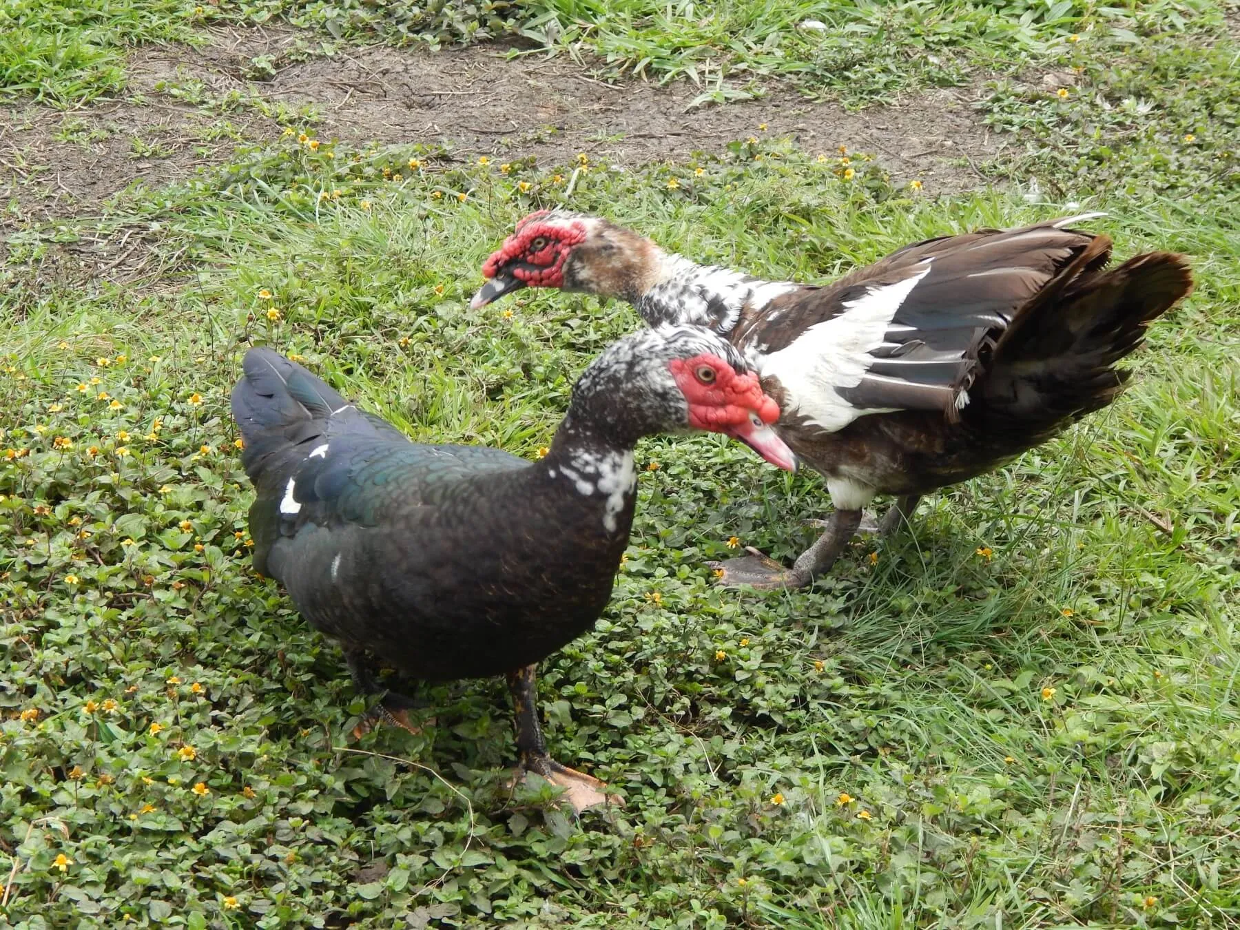 muscovy drakes challenging each other