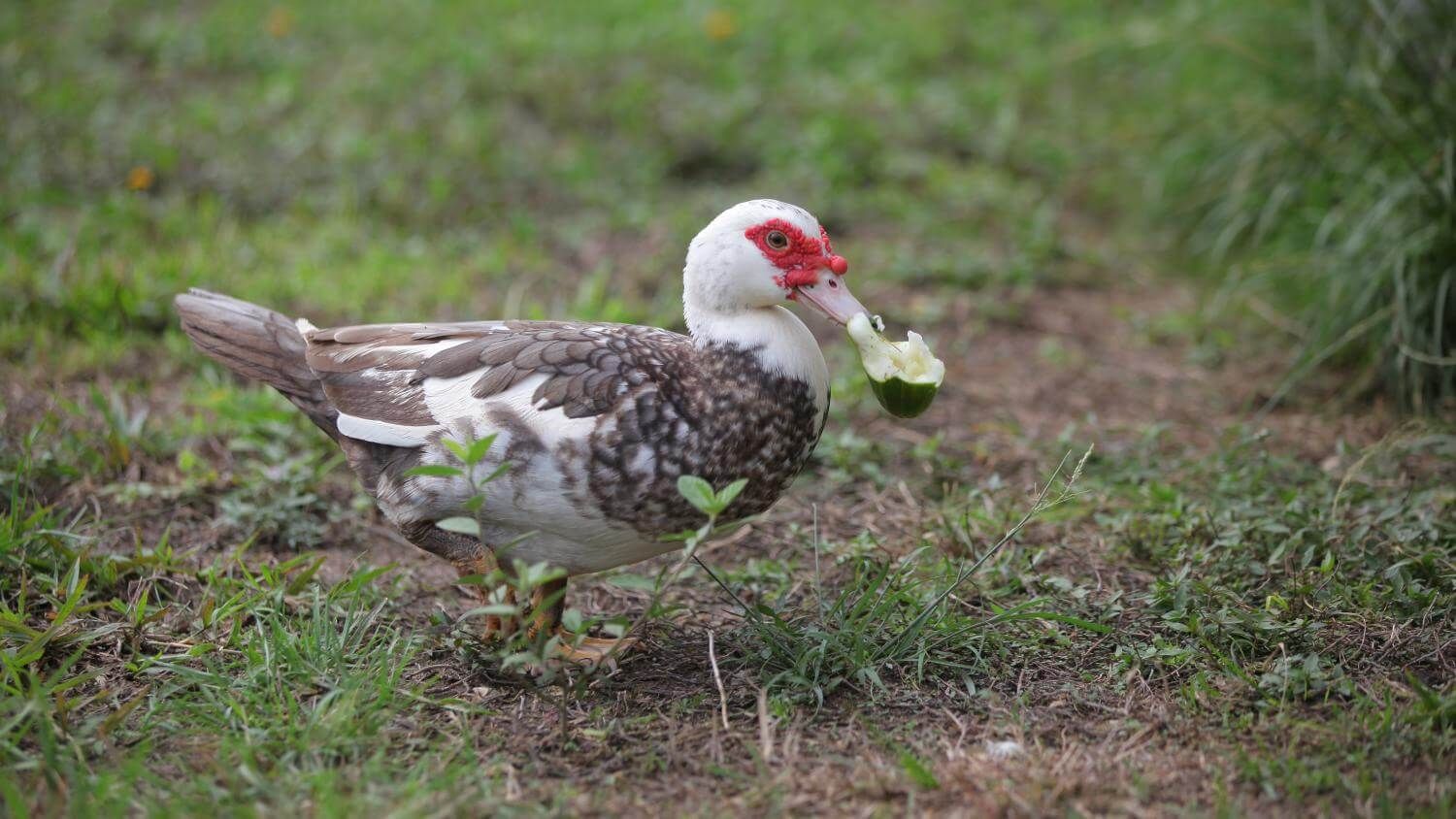 What Ducks Can and Cant Eat: The Ultimate List — Raising Ducks