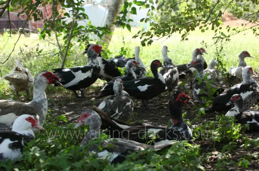 muscovy duck flock