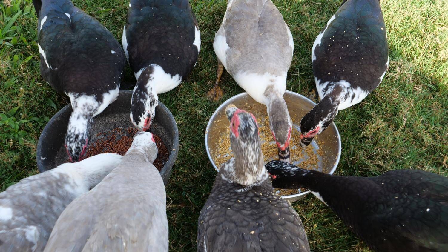 The Ultimate Guide to Healthy Treats for Backyard Ducks