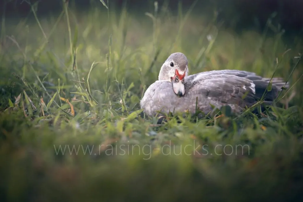 juvenile muscovy duck