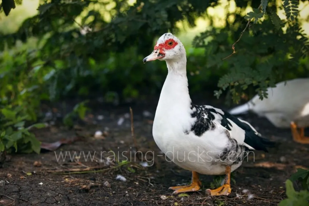 muscovy duck