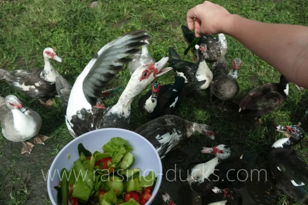 muscovy duck jumping