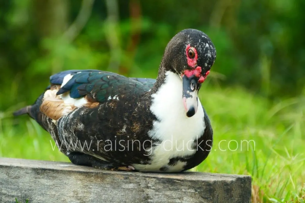 female muscovy duck