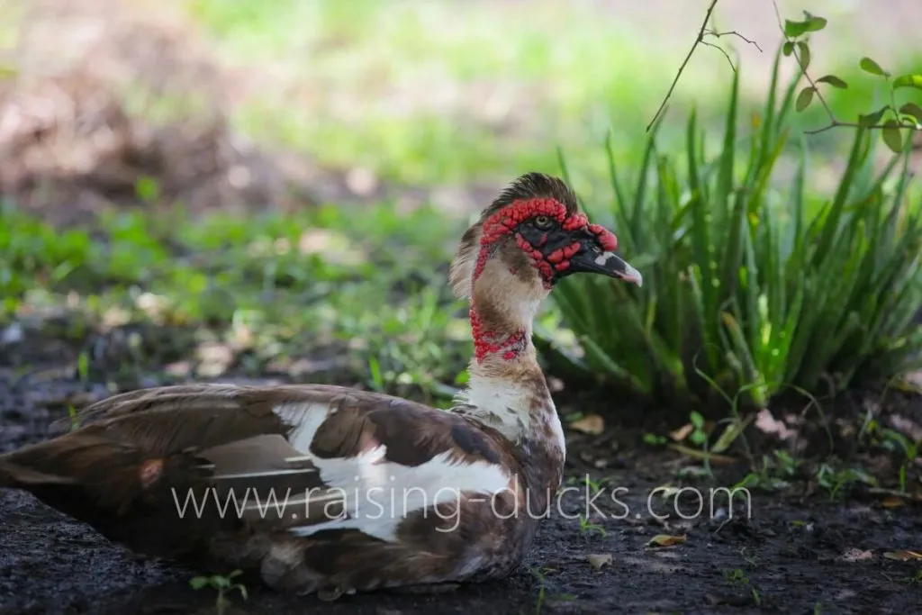 muscovy drake