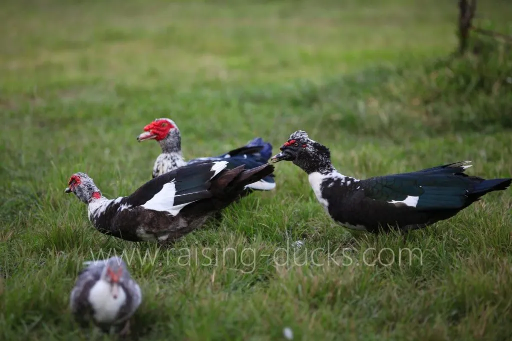 three muscovy drakes