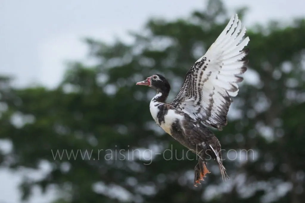 muscovy duck flying