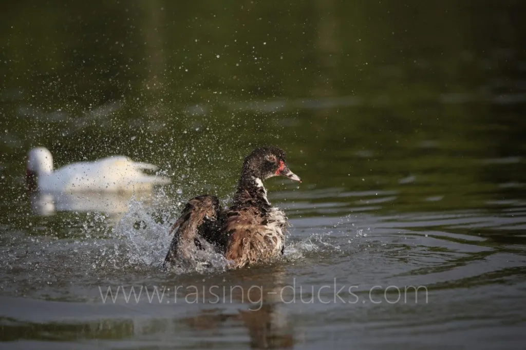 muscovy duck swimming pond