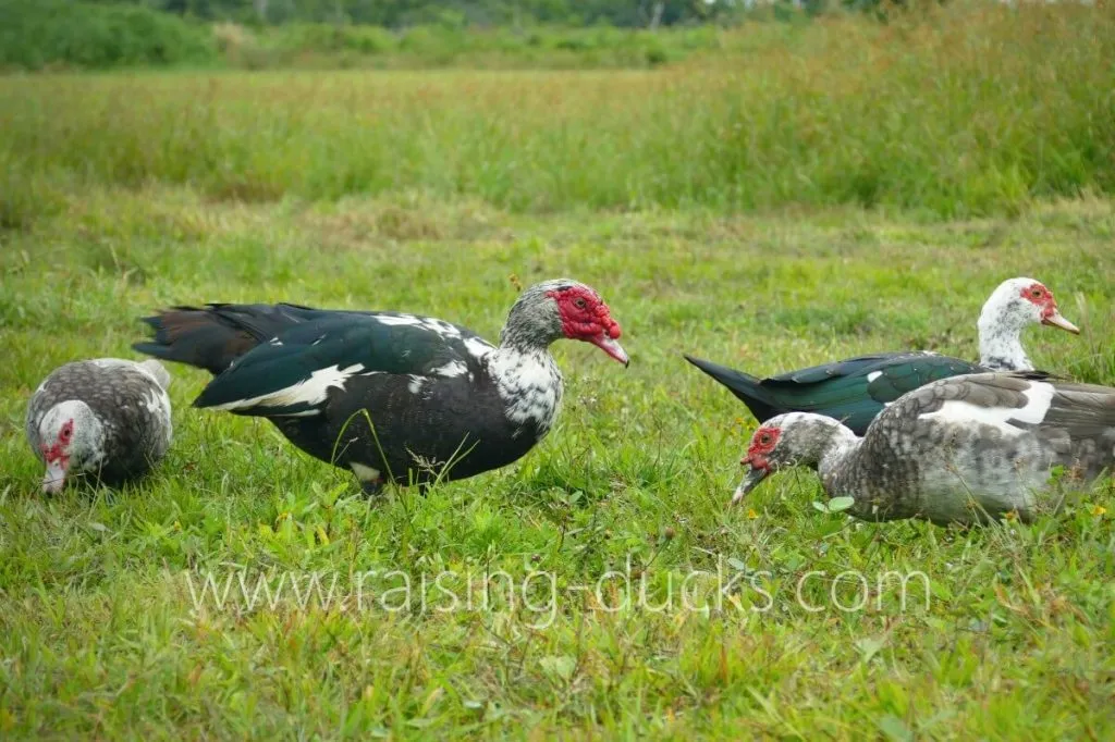 muscovy duck flock free range