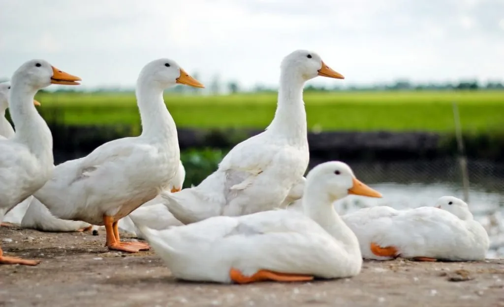 young meat pekin ducks