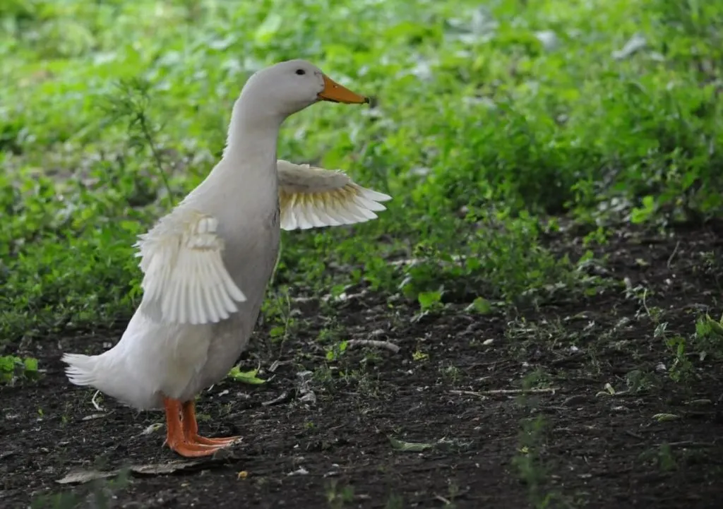 can pekin ducks fly