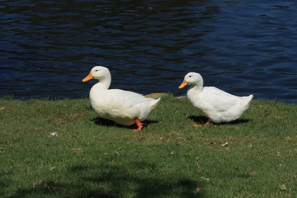 white american pekin ducks