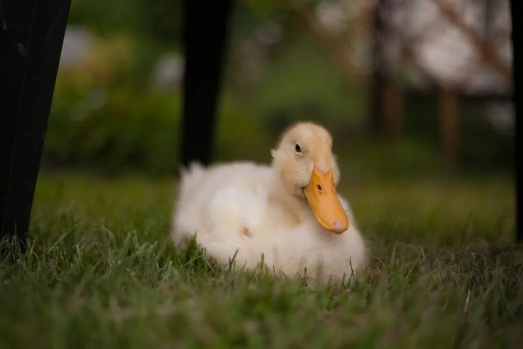 pekin duckling