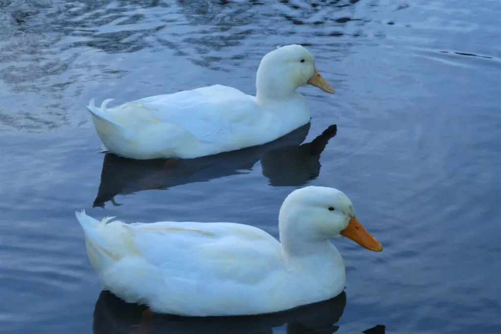 two pekin drakes swimming