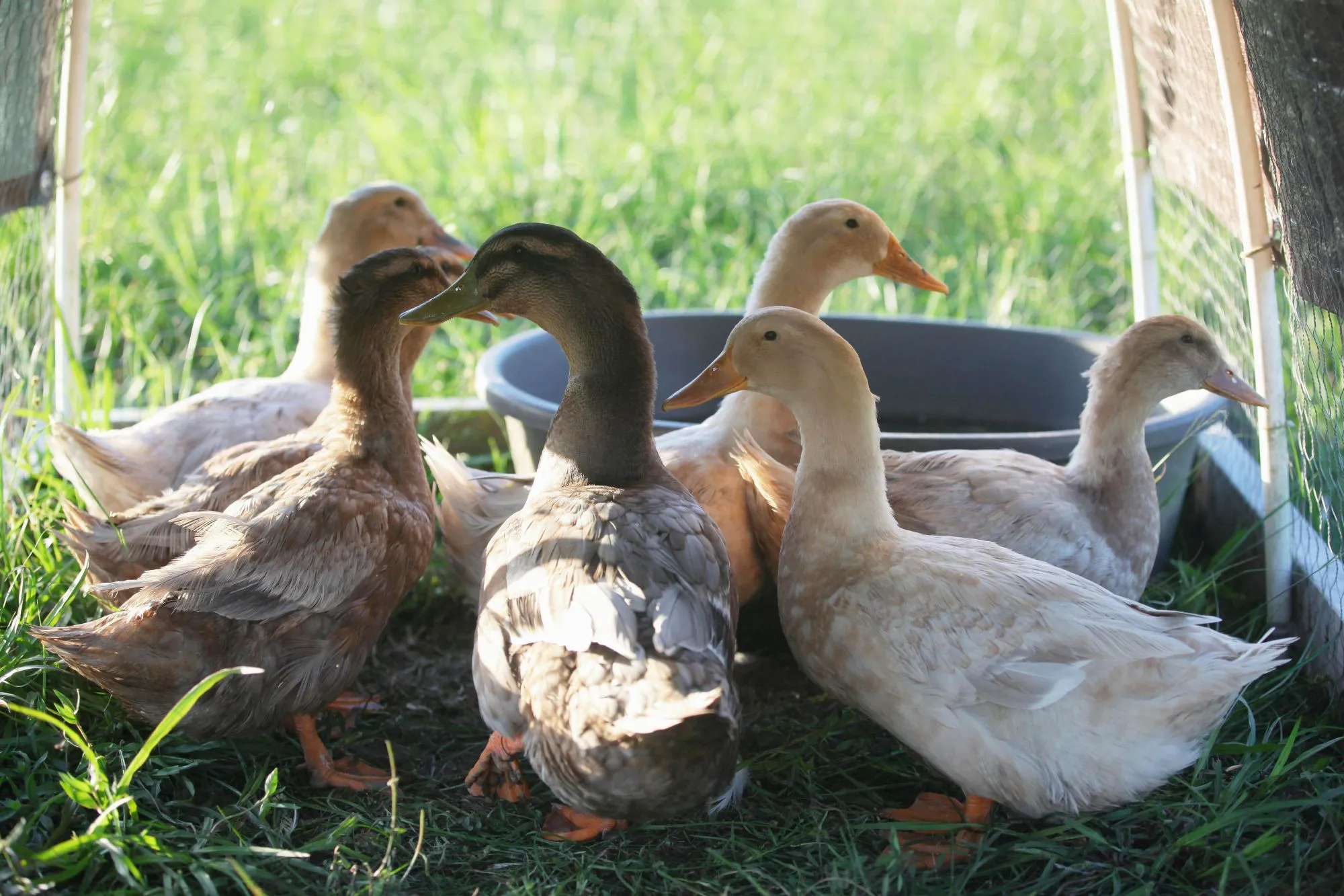 flock of quarantined ducks in pen