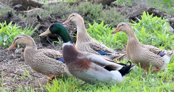 rouen clair duck flock