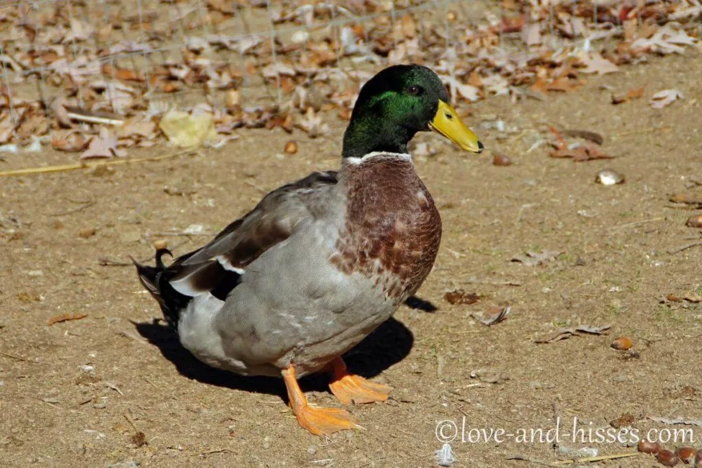 rouen duck