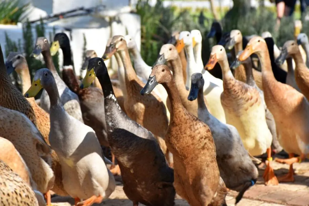 indian runner duck