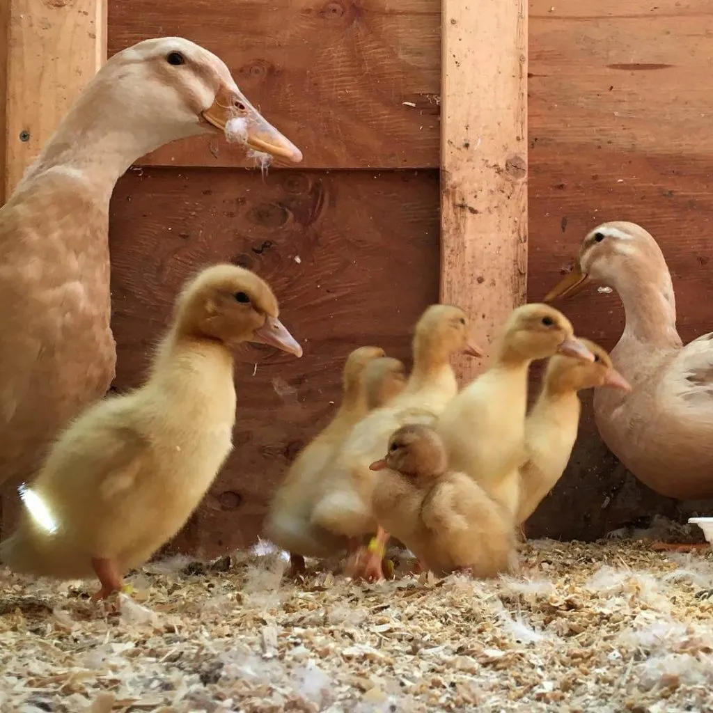 two saxony ducks with ducklings