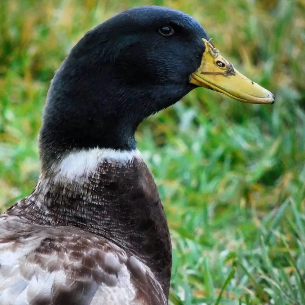 saxony drake head closeup