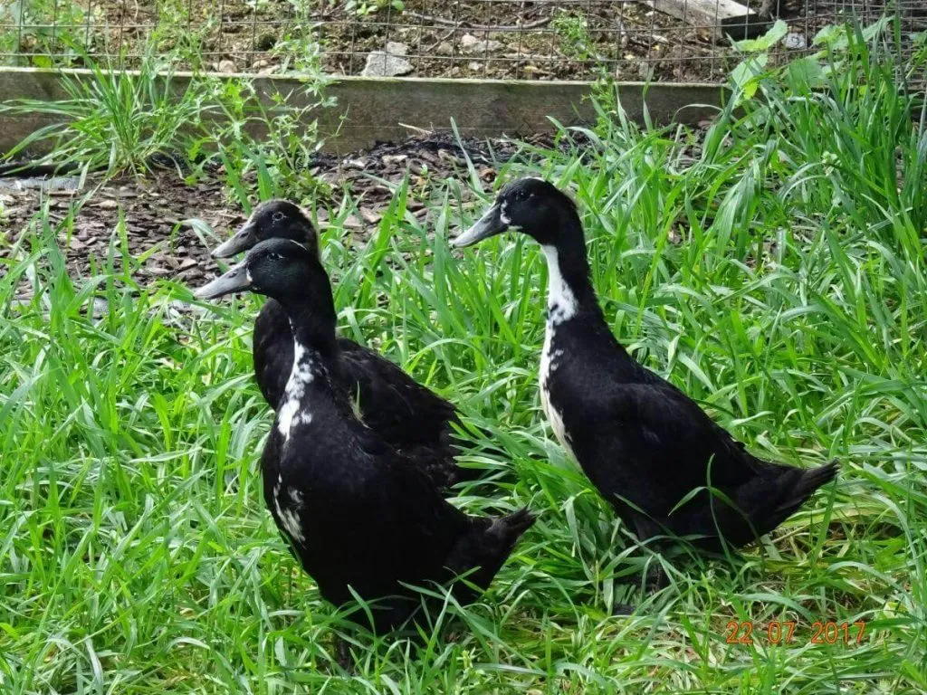 shetland duck breed