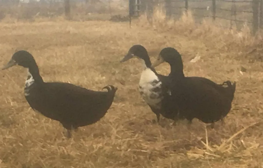 shetland ducks