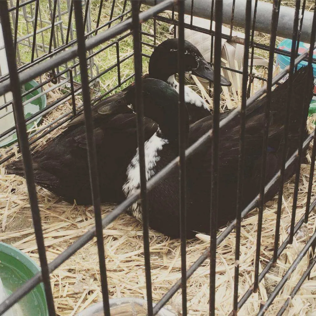 shetland ducks at show