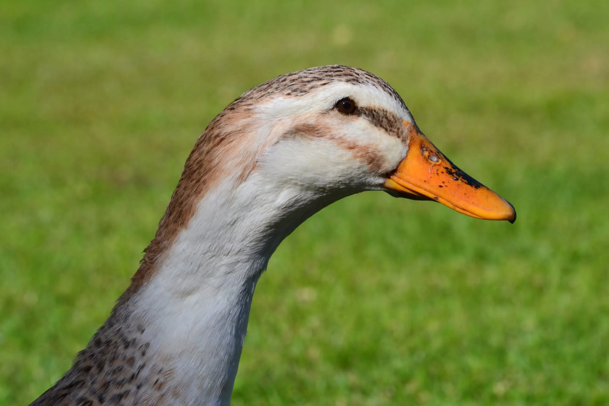 female silver appleyard duck head closeup