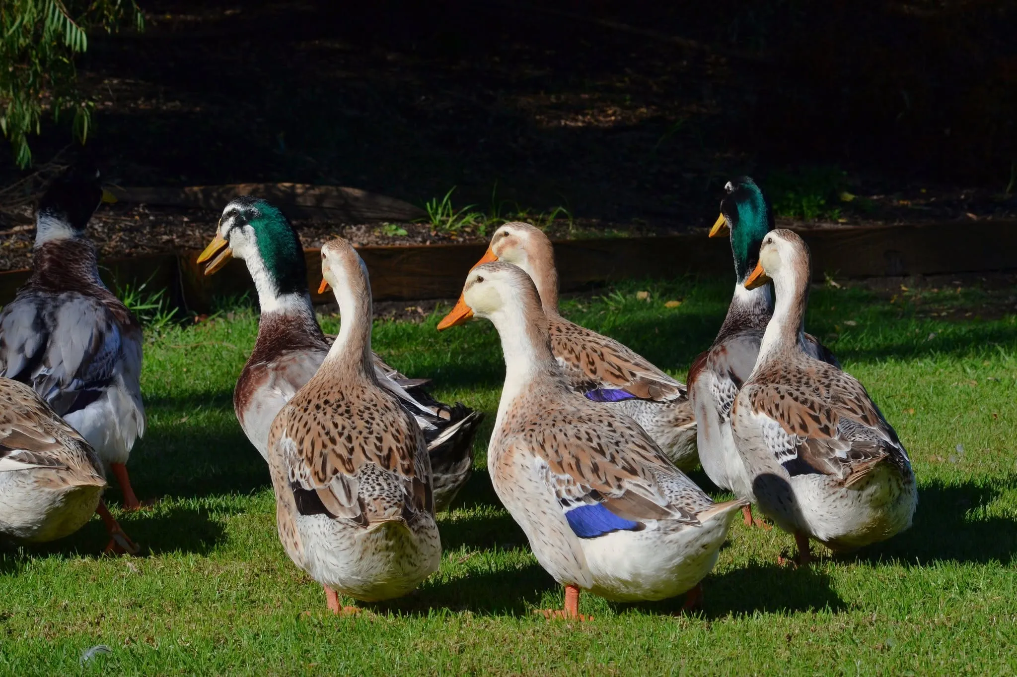 flock of silver appleyard ducks