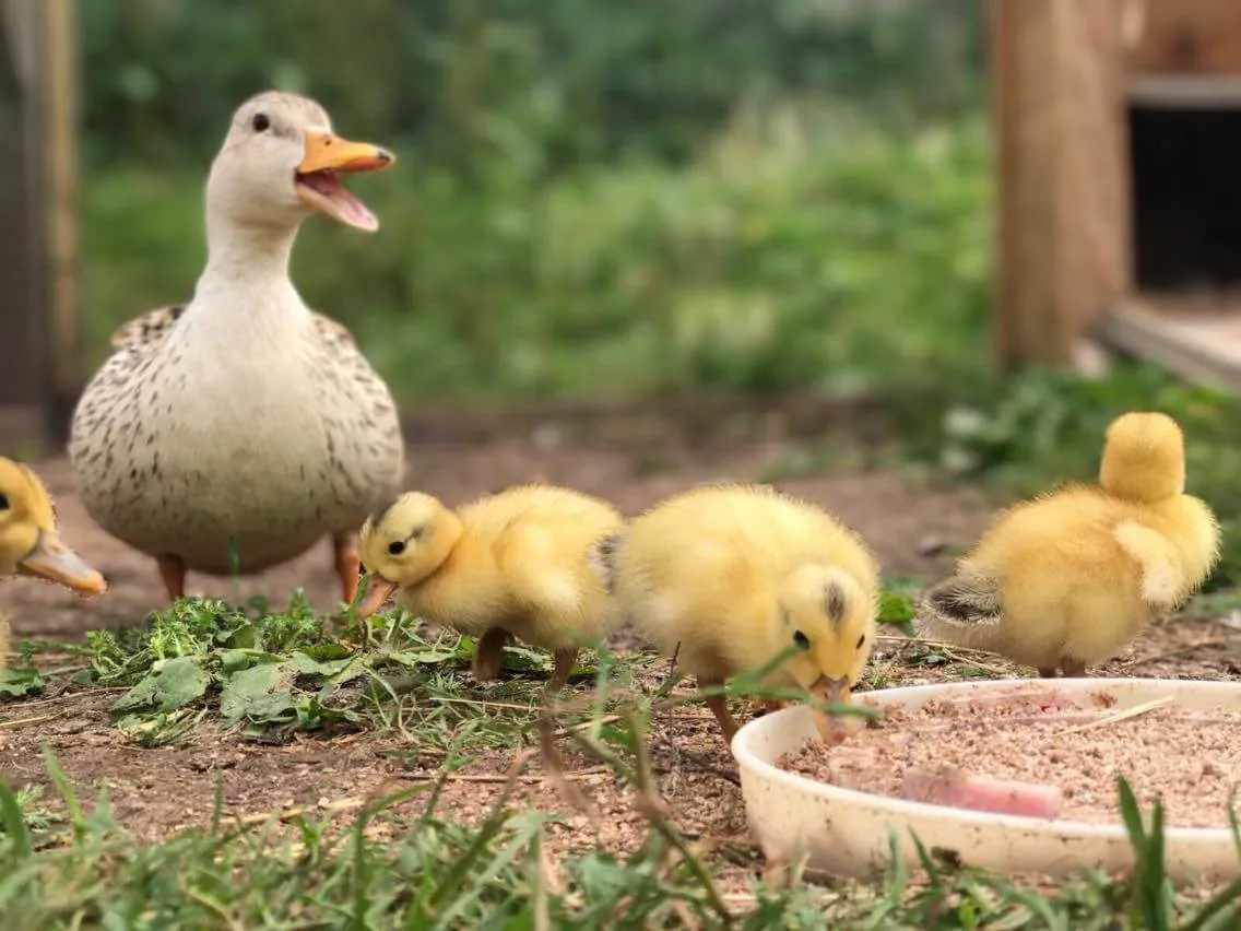 silver appleyard miniature ducklings