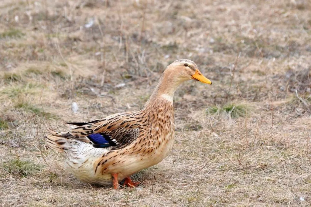 female silver appleyard duck