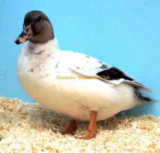 female silver bantam exhibition