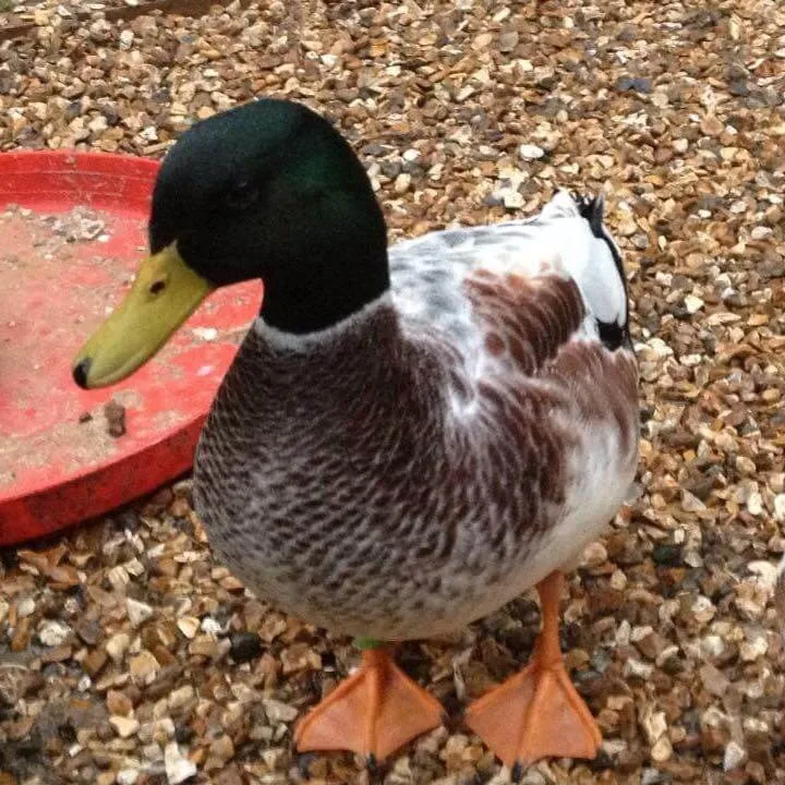 silver bantam duck