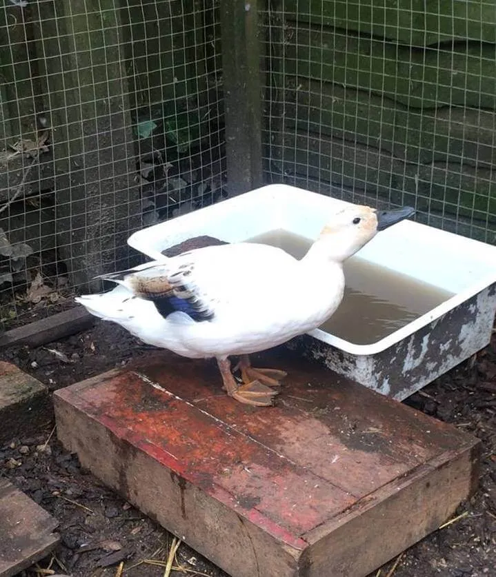 silver bantam duck breed