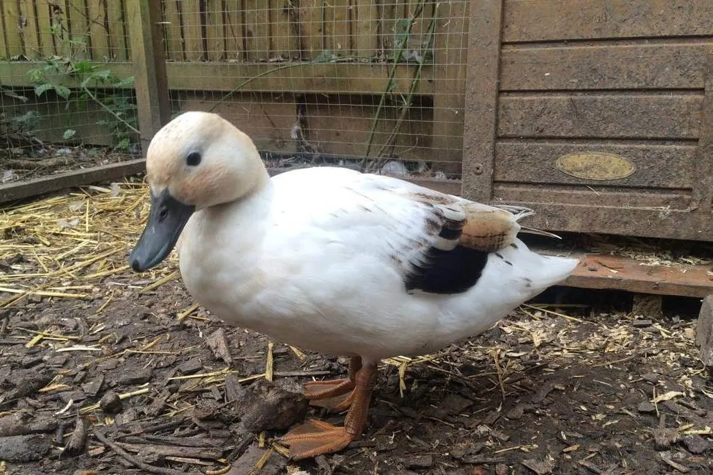 silver bantam duck