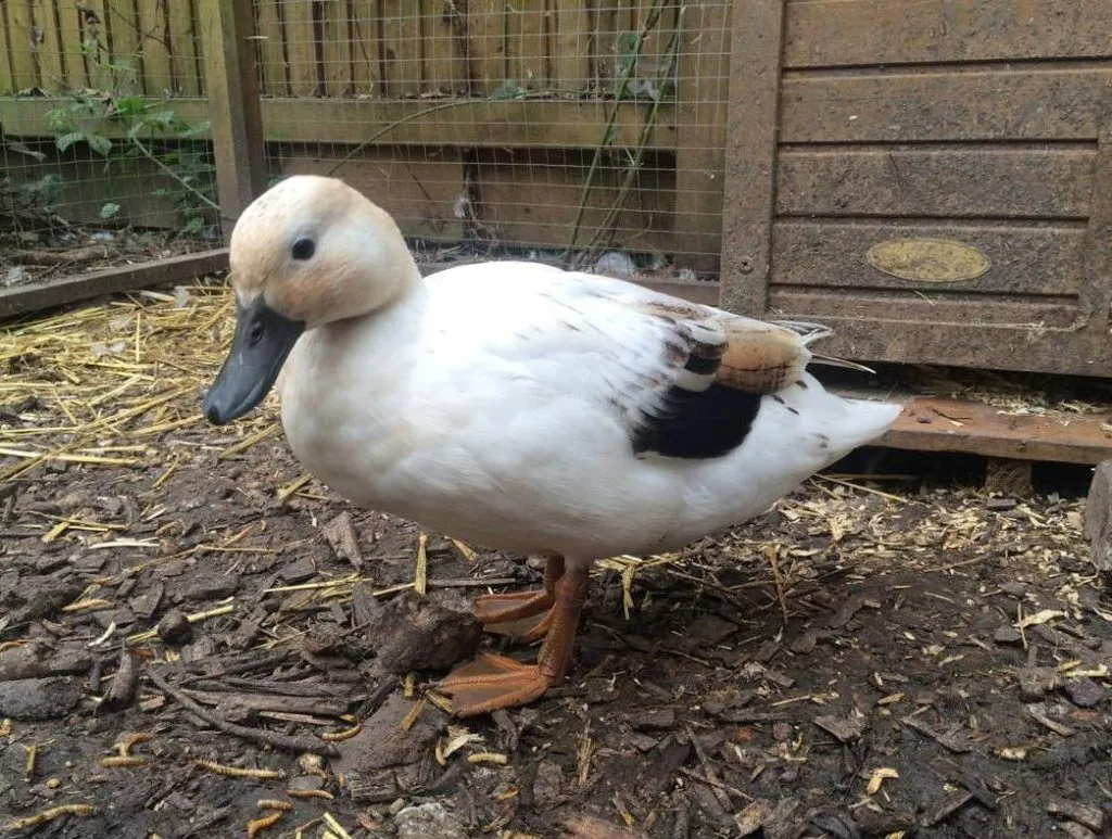 silver bantam duck