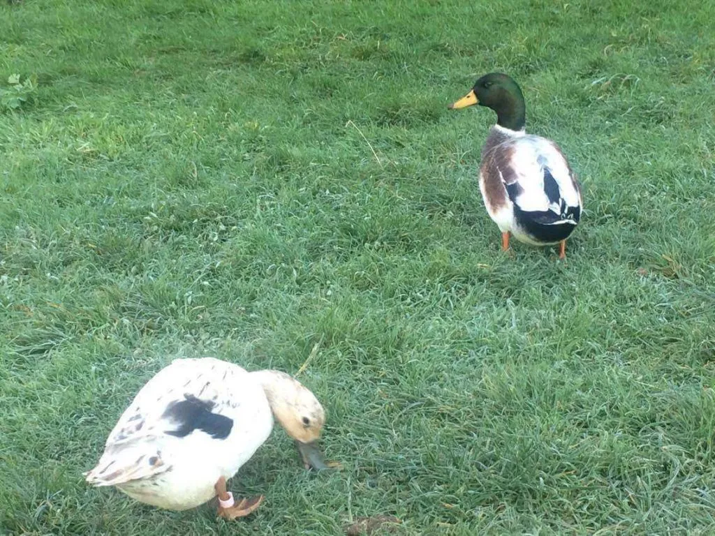 silver bantam ducks