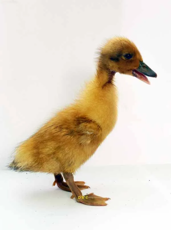 welsh harlequin duckling on white background