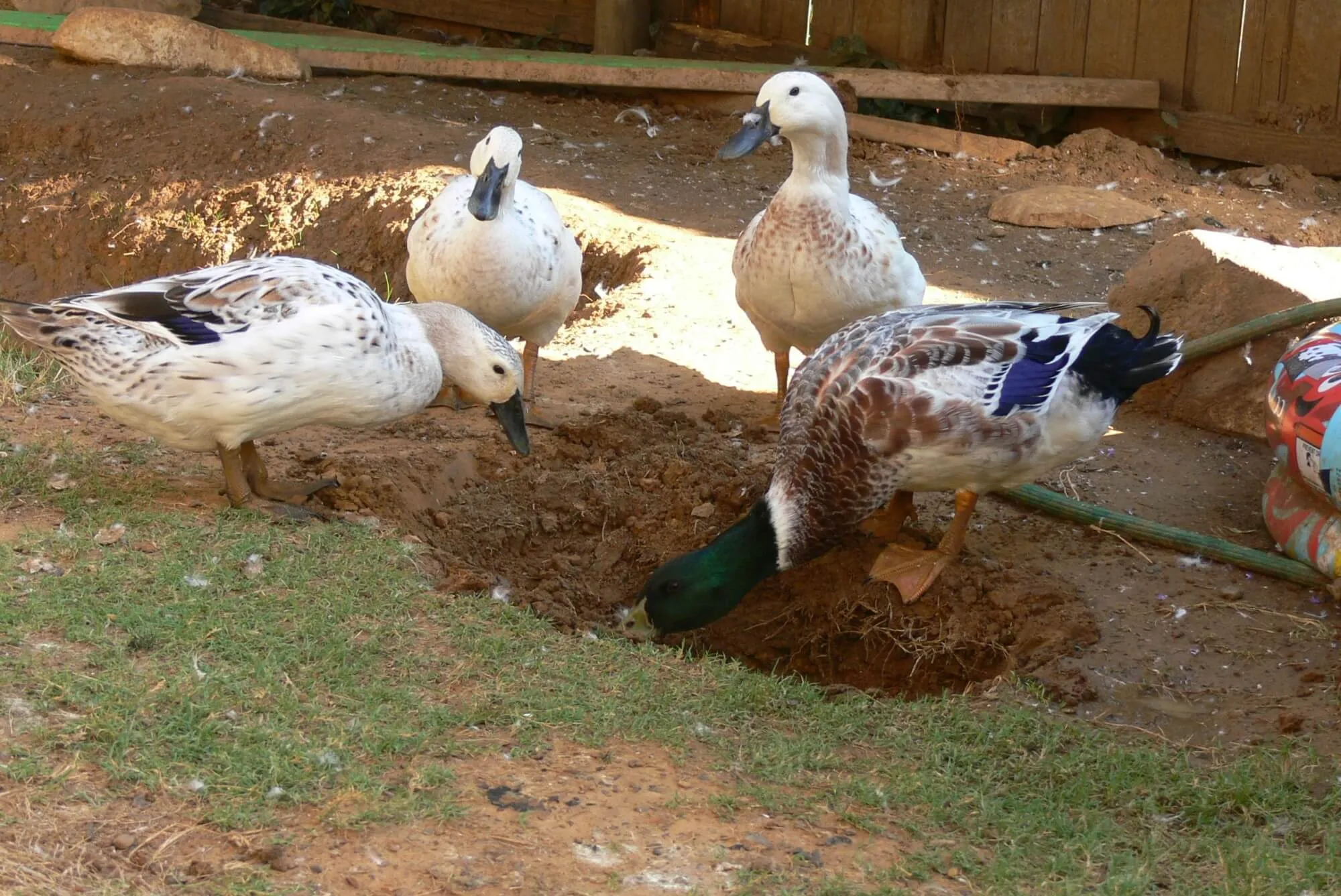 silver welsh harlequin ducks playing in mud