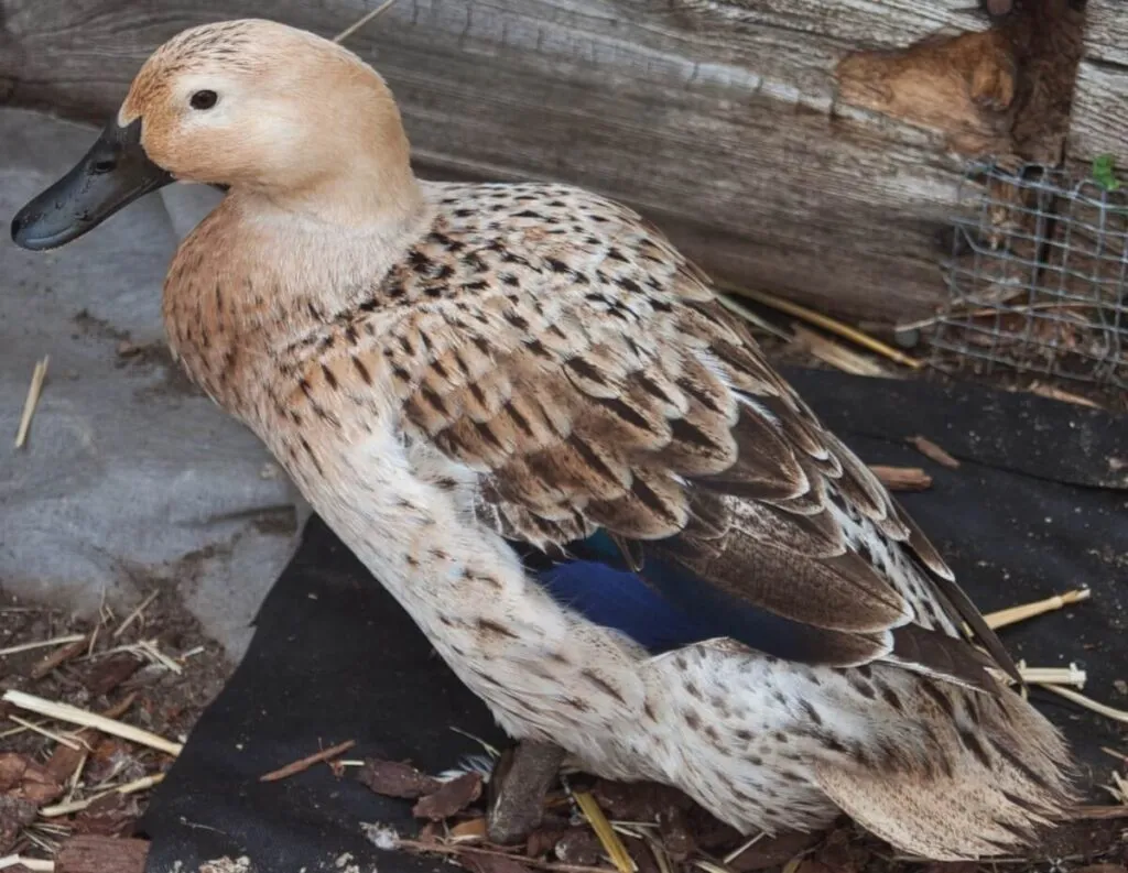 female silver welsh harlequin duck