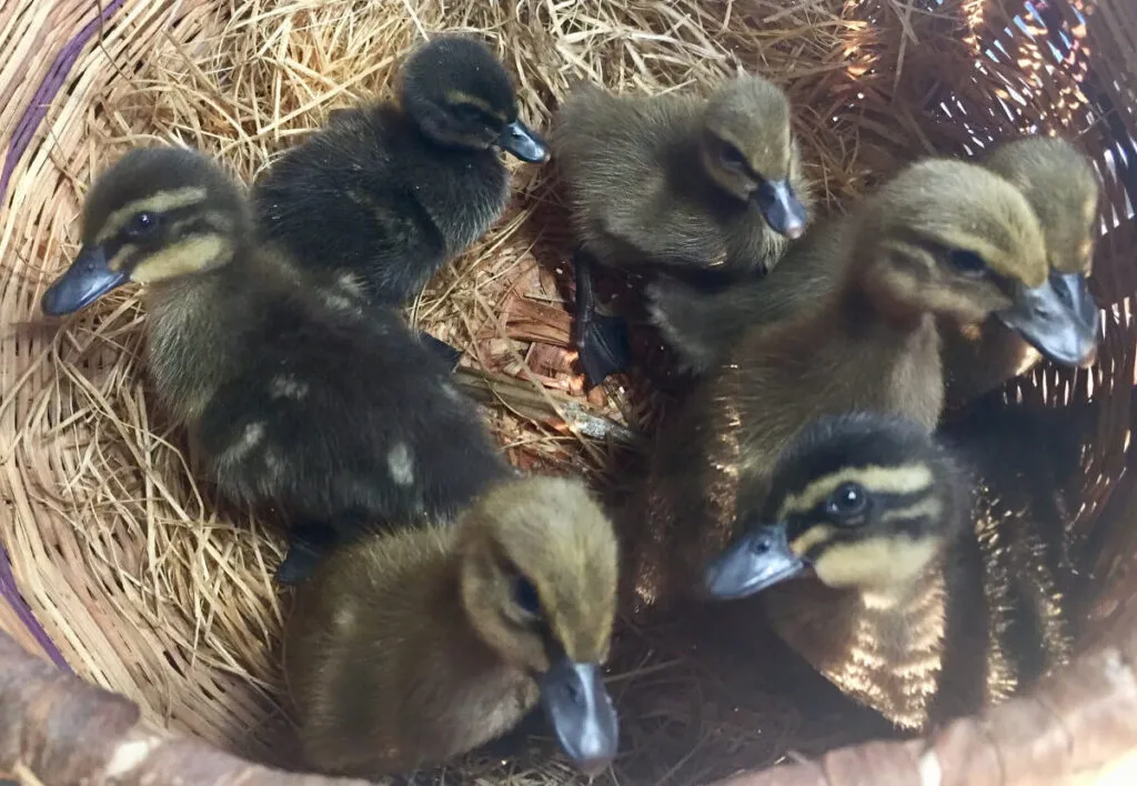 sex-linked khaki campbell welsh harlequin  cross ducklings