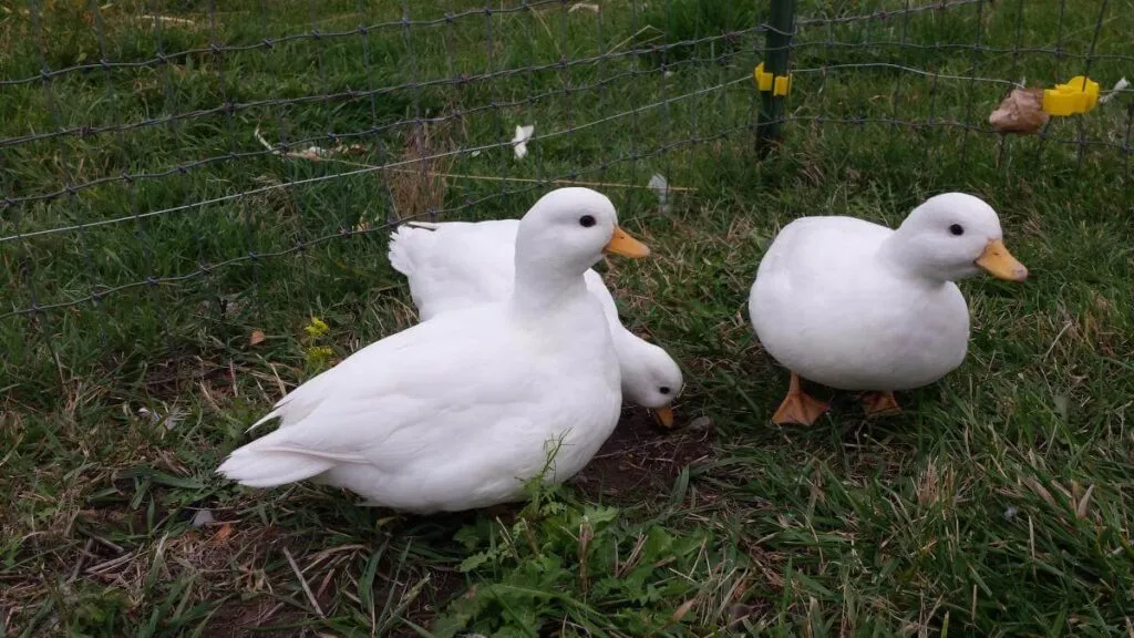 three white call hens