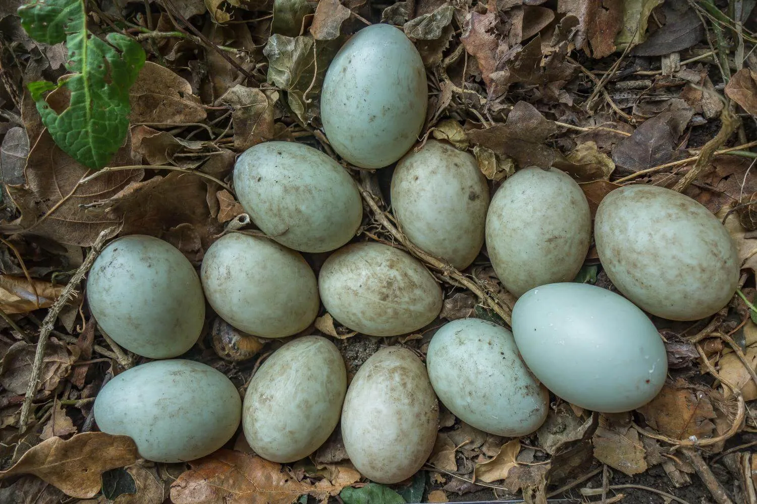 blue green duck eggs from wild duck