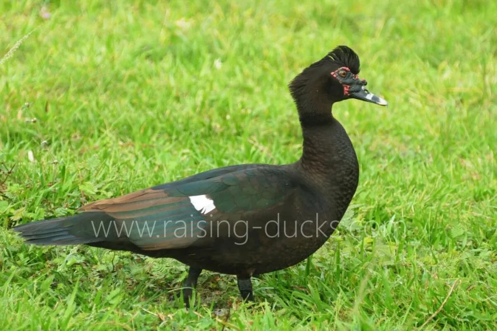 wild muscovy drake