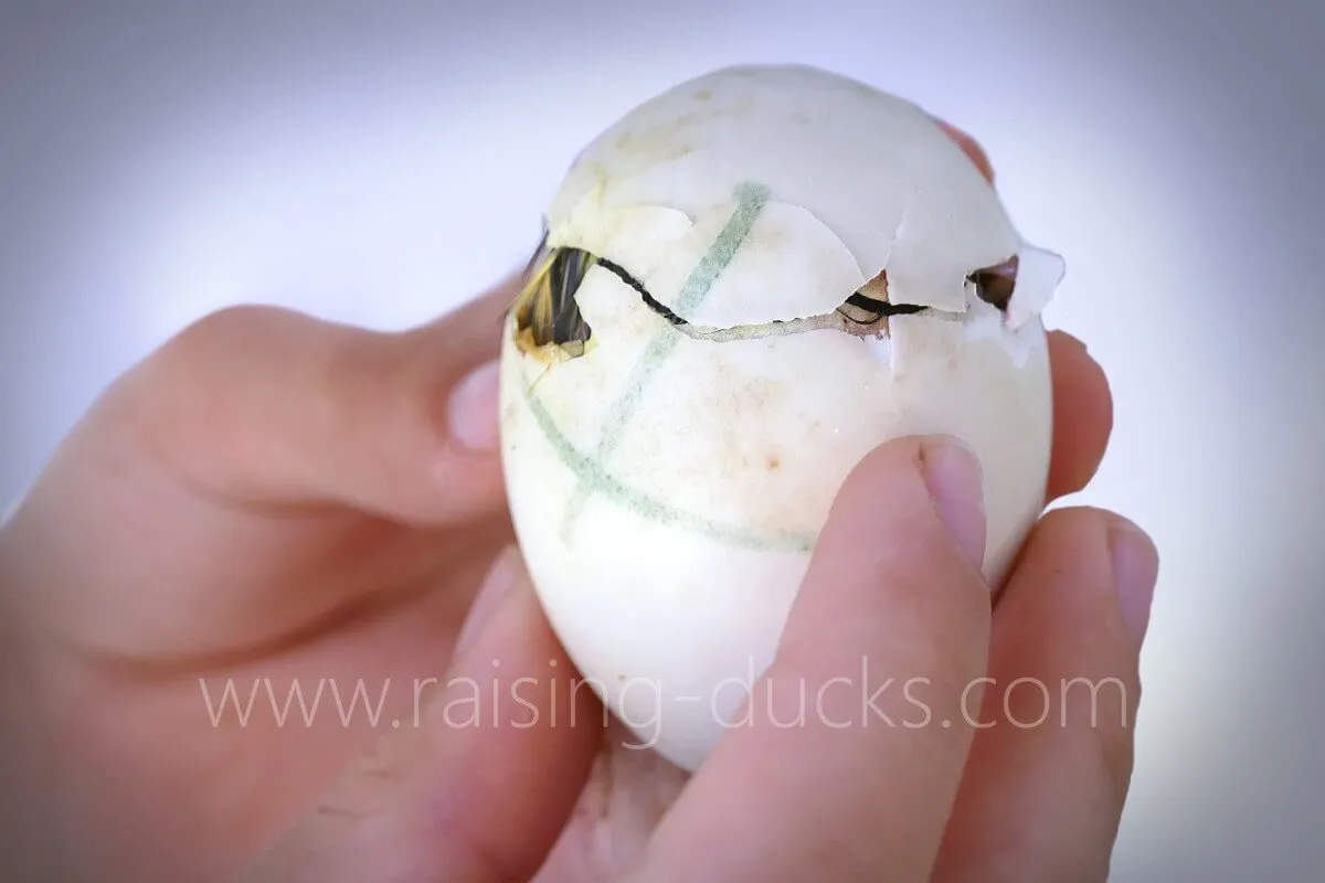 duckling zipping hatching