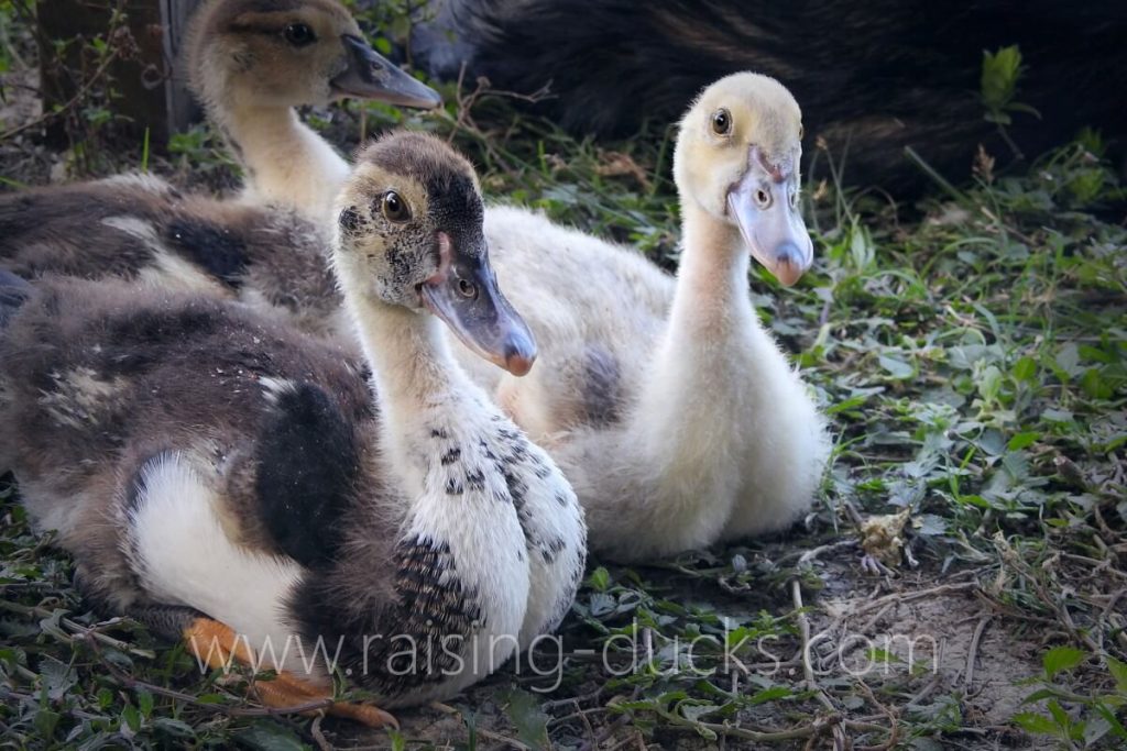 10 Effective Ways To Sex Your Muscovy Duck With Pictures Raising Ducks