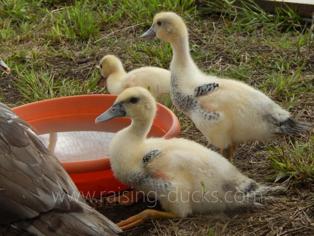 10 Effective Ways To Sex Your Muscovy Duck With Pictures Raising Ducks 