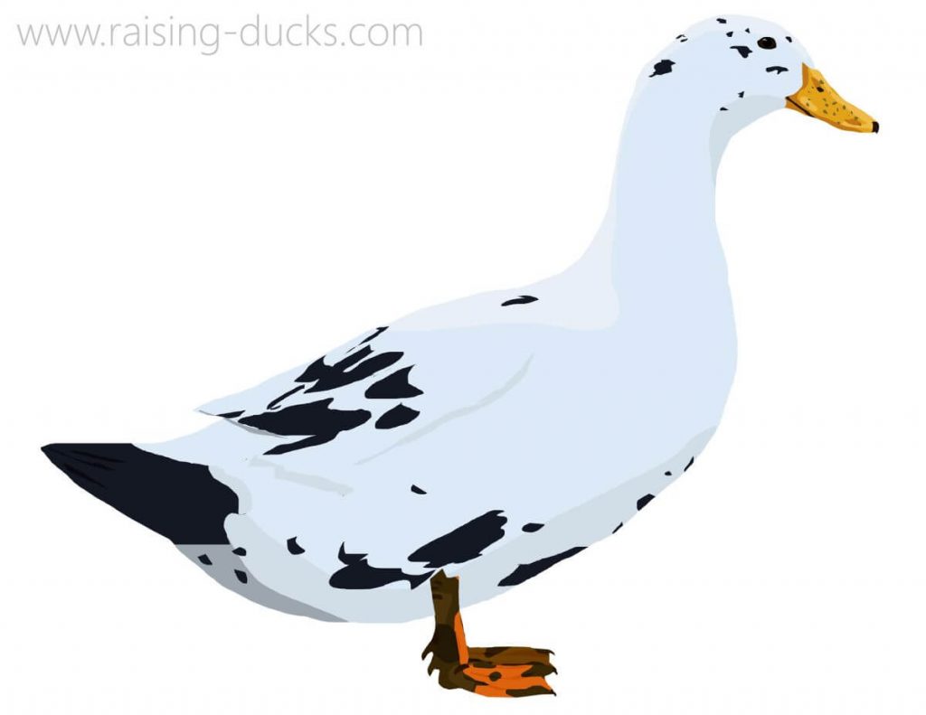 Duck Breed Guide – Raising Ducks