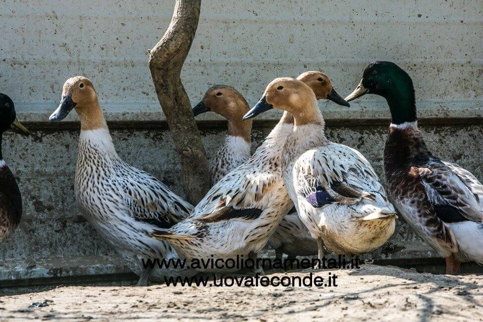 Abacot Ranger Duck - Raising Ducks